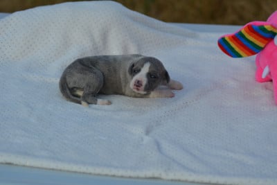 Les chiots de Whippet