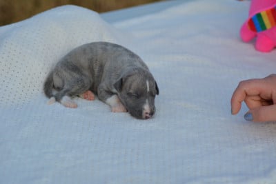 Les chiots de Whippet