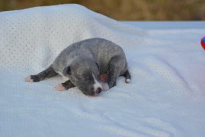 Les chiots de Whippet