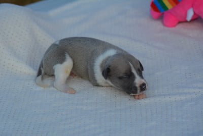 Les chiots de Whippet