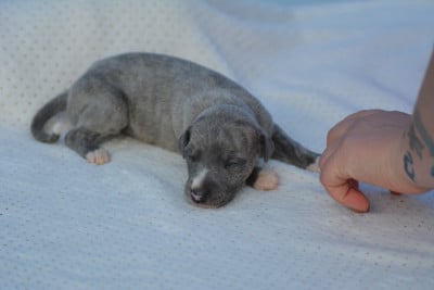 Les chiots de Whippet
