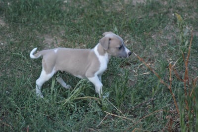 Les chiots de Whippet