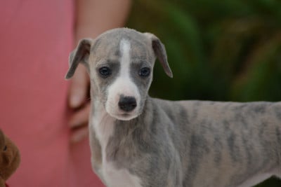 Les chiots de Whippet