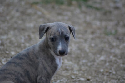 Les chiots de Whippet