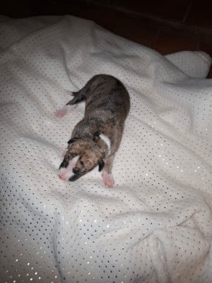 Les chiots de Whippet