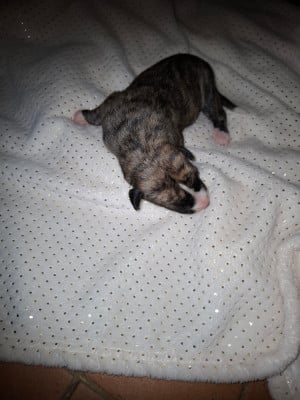 Les chiots de Whippet