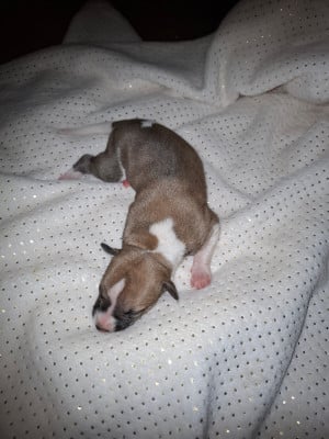 Les chiots de Whippet