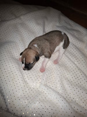 Les chiots de Whippet