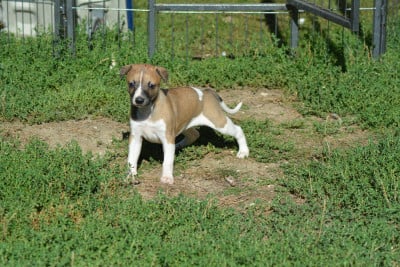 Les chiots de Whippet