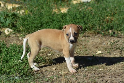 Les chiots de Whippet