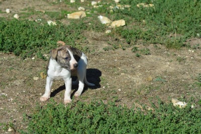 Les chiots de Whippet
