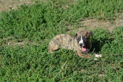 Les chiots de Whippet