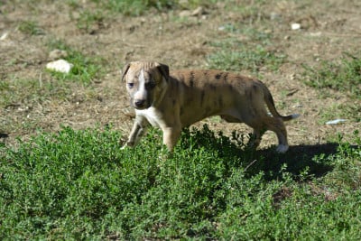 Les chiots de Whippet