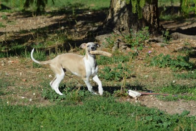 Les chiots de Whippet