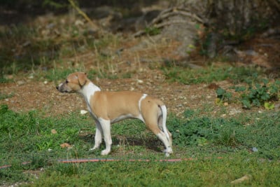 Les chiots de Whippet