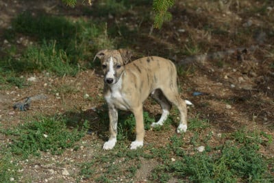 Les chiots de Whippet