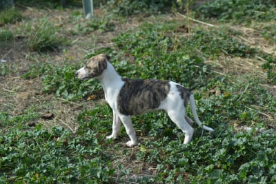 Les chiots de Whippet