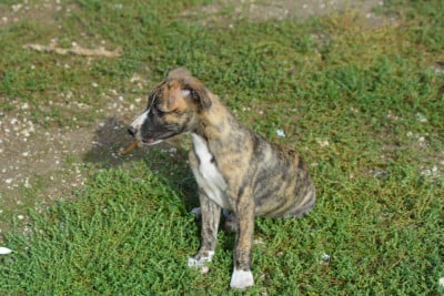 Les chiots de Whippet