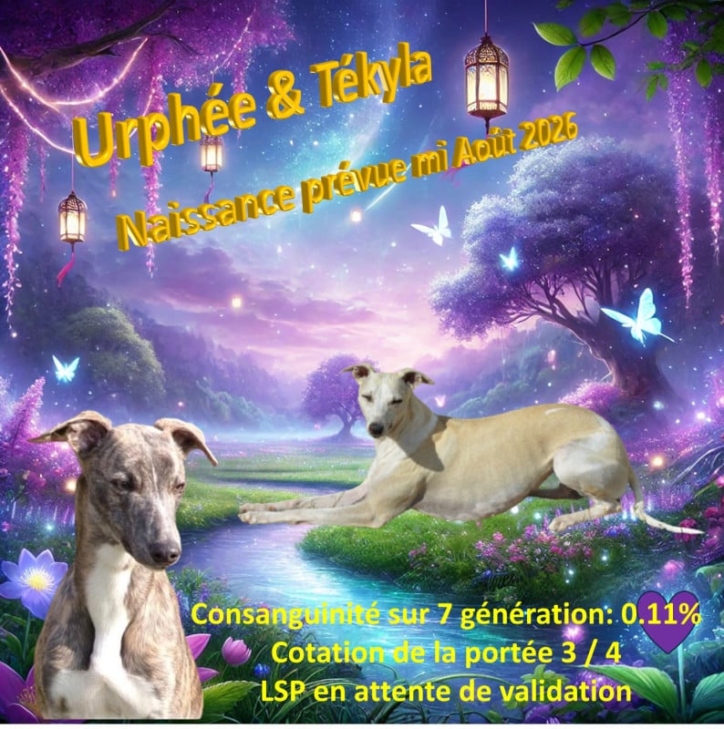 Whippet - (Sans Affixe)