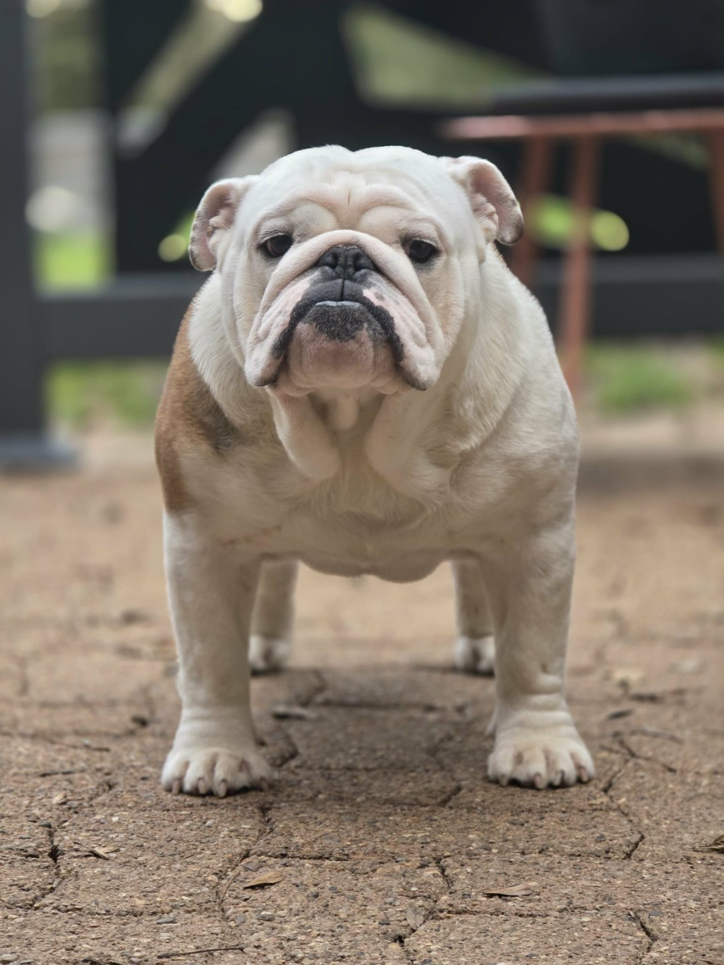 VICTORIOUS DREAM Des éclats De Cassiopée