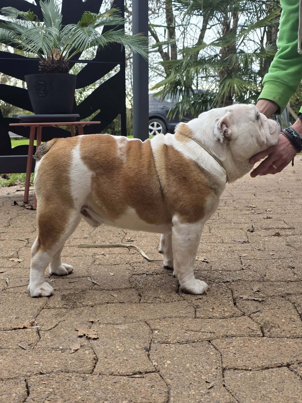 VICTORIOUS DREAM Des éclats De Cassiopée