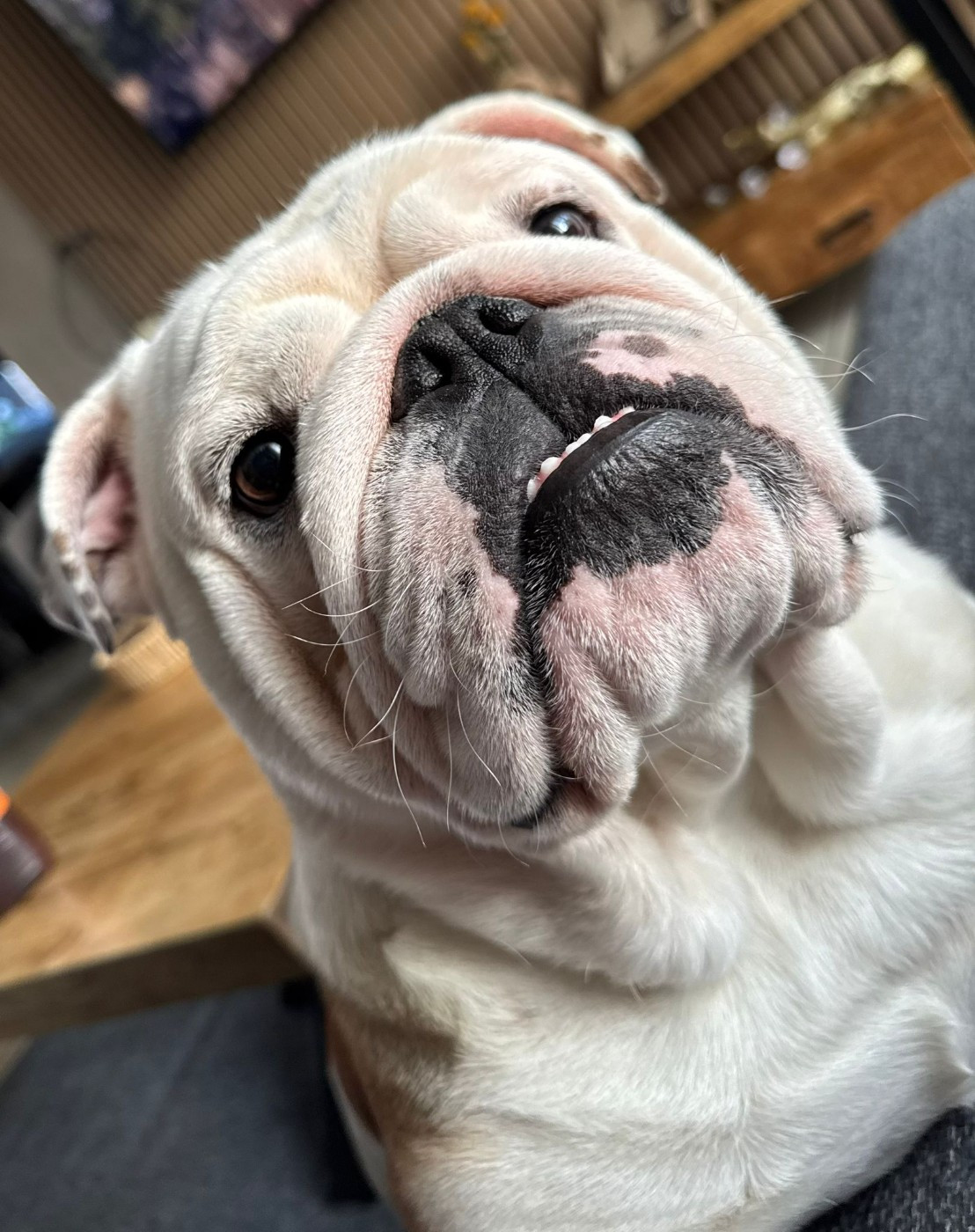 VICTORIOUS DREAM Des éclats De Cassiopée