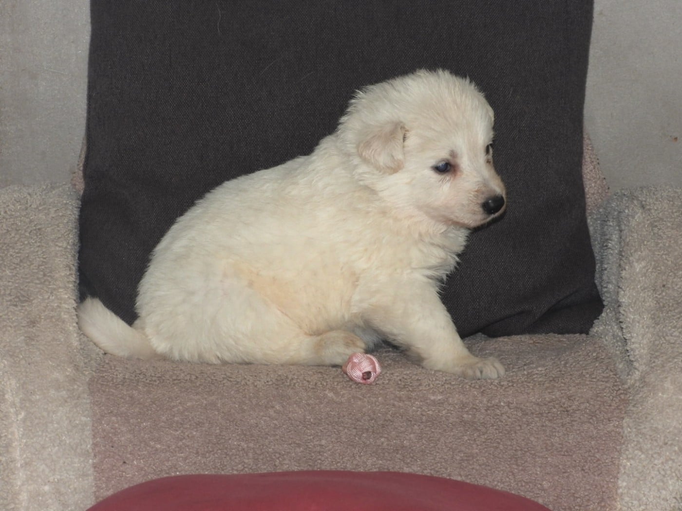 Collier rose - Berger Blanc Suisse