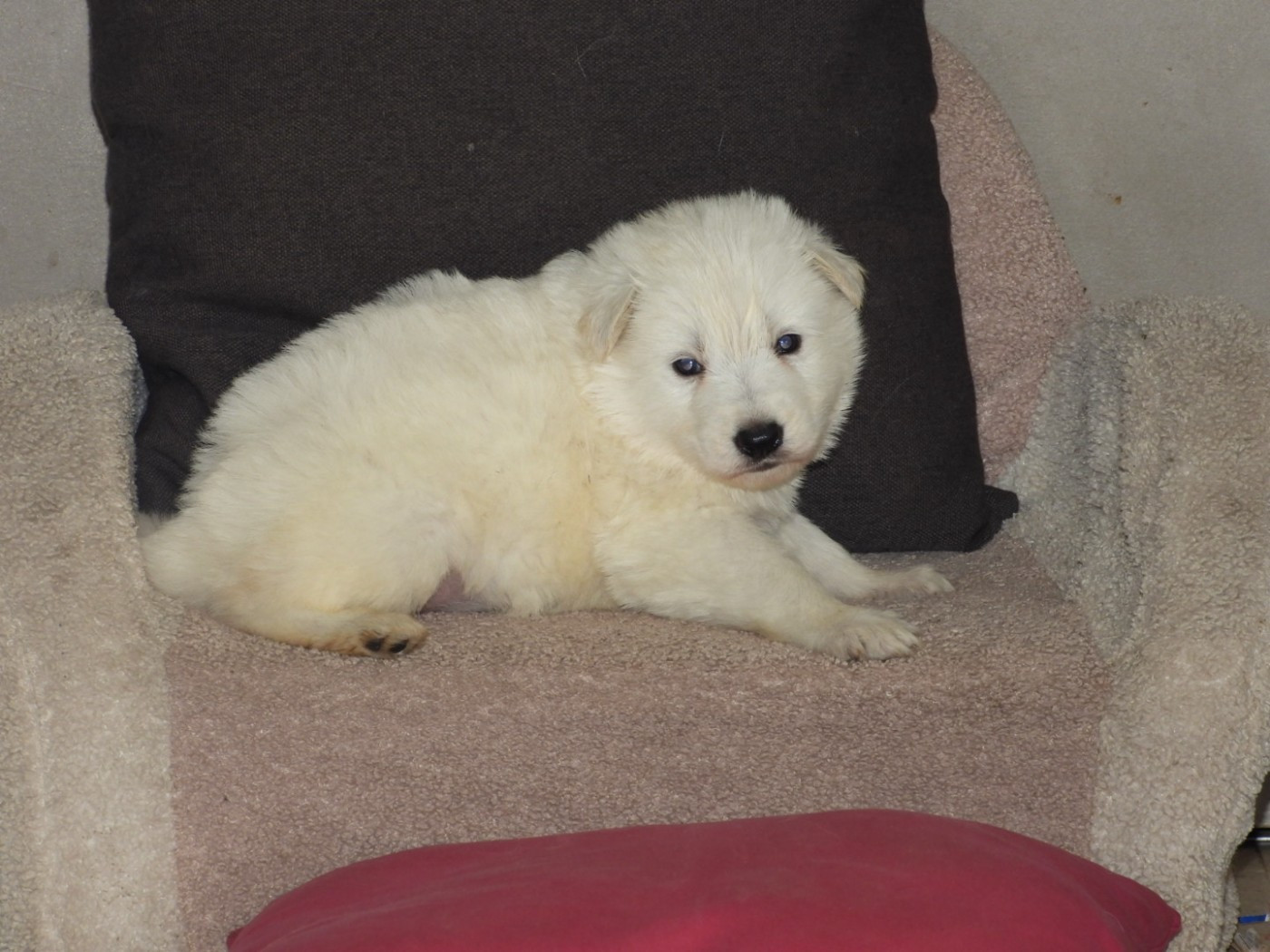 COLLIER BLANC - Berger Blanc Suisse