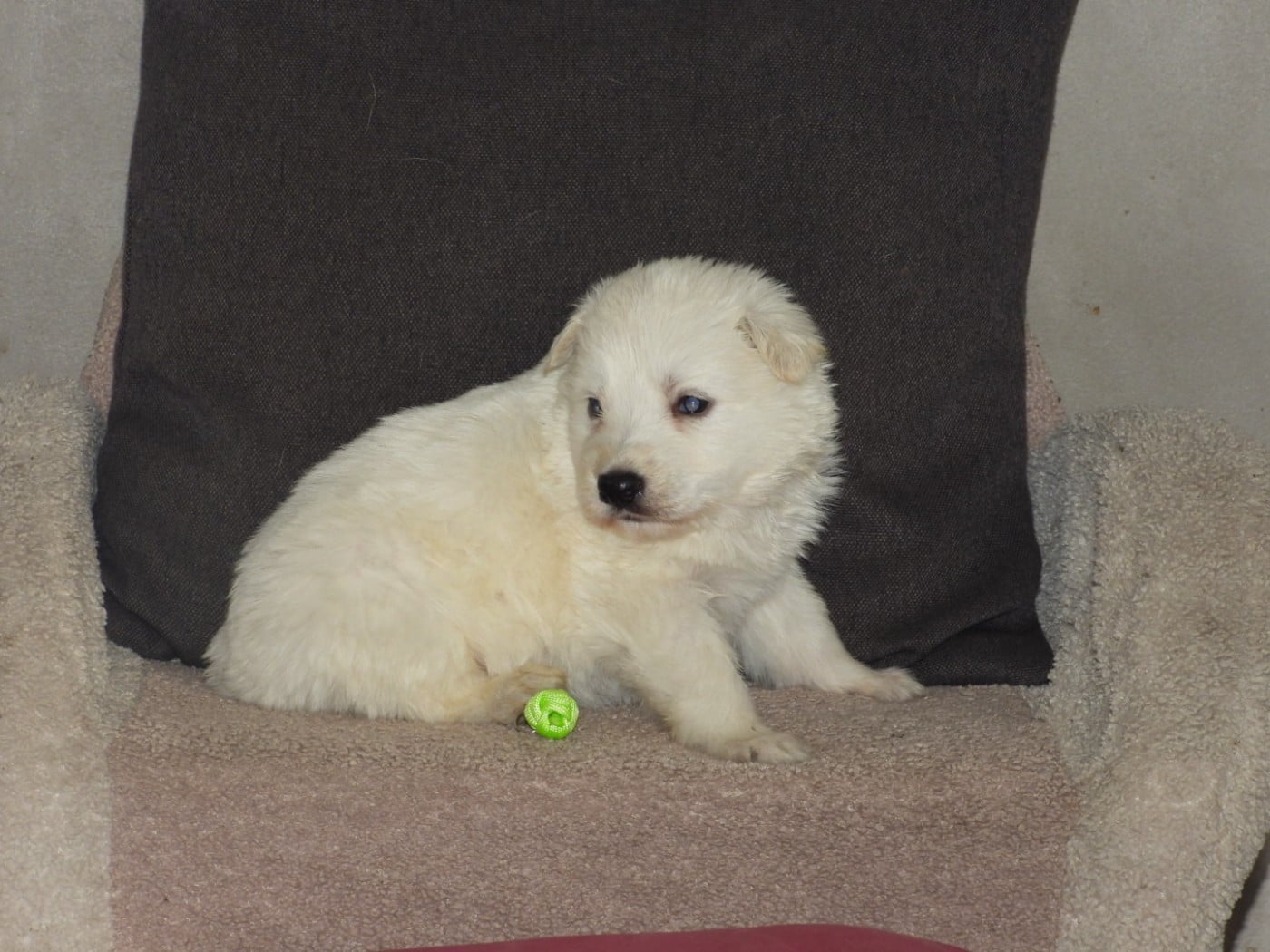 COLLIER VERT - Berger Blanc Suisse