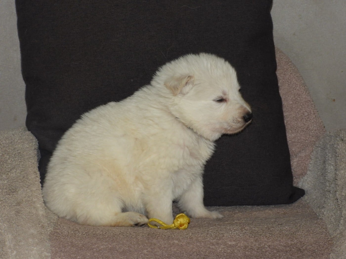 COLLIER JAUNE - Berger Blanc Suisse