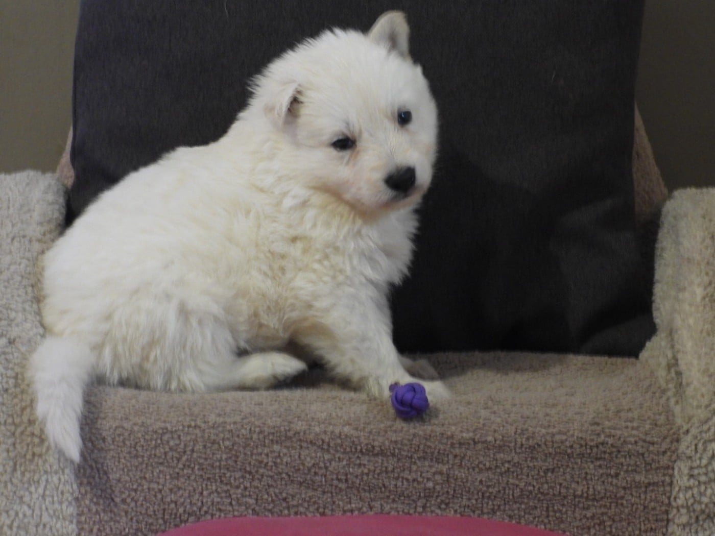 COLLIER VIOLET - Berger Blanc Suisse