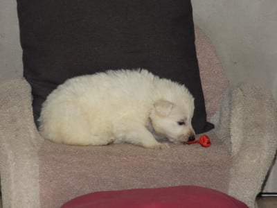Les chiots de Berger Blanc Suisse