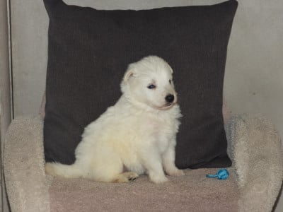 Les chiots de Berger Blanc Suisse