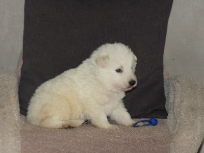 Les chiots de Berger Blanc Suisse