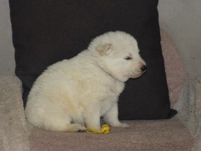 Les chiots de Berger Blanc Suisse