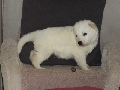 Les chiots de Berger Blanc Suisse