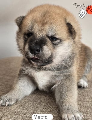 Les chiots de Shiba