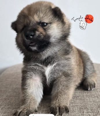 Les chiots de Shiba