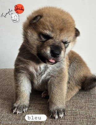Les chiots de Shiba