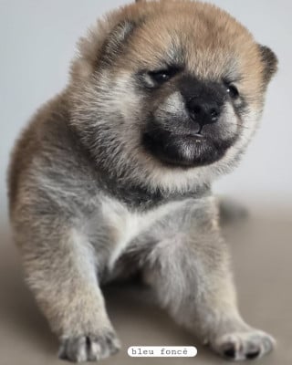 Les chiots de Shiba