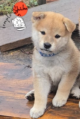 Les chiots de Shiba