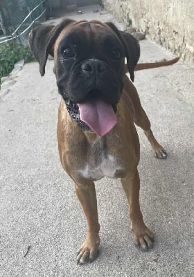 Étalon Boxer - Matilda de villa toga