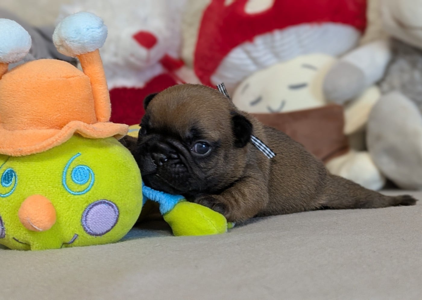 Bouledogue français - Du Domaine De Lilounaka