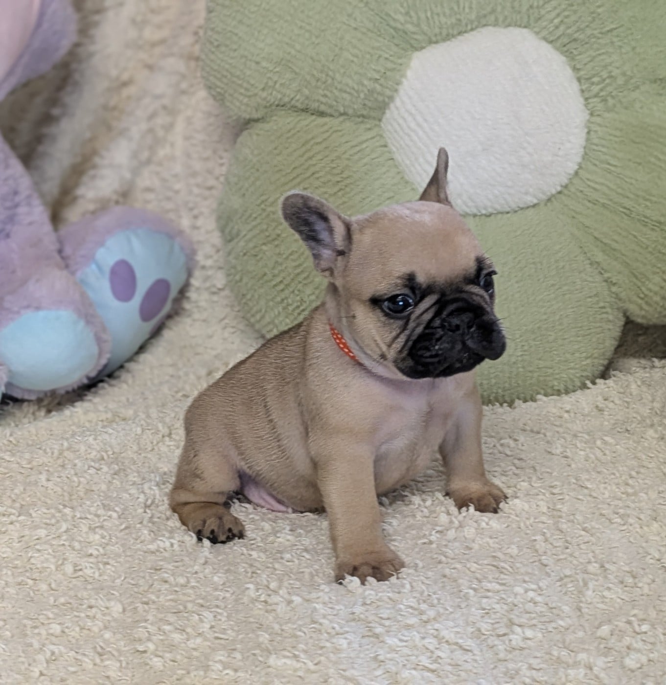 Bouledogue français - Du Domaine De Lilounaka