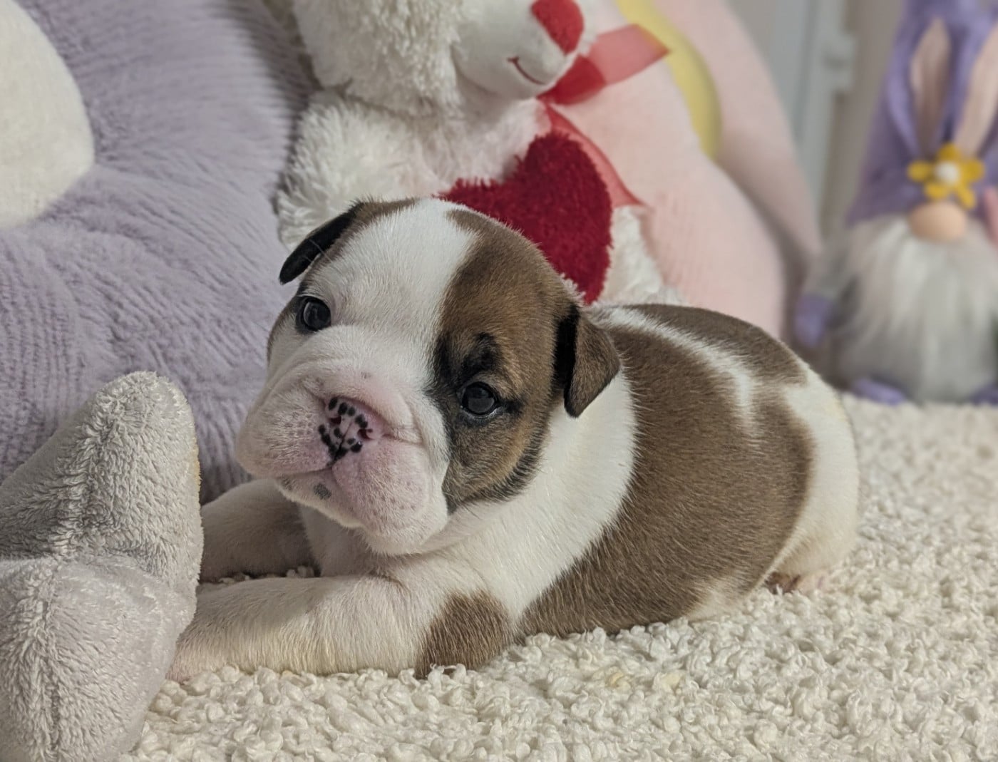 Bulldog Anglais - Du Domaine De Lilounaka