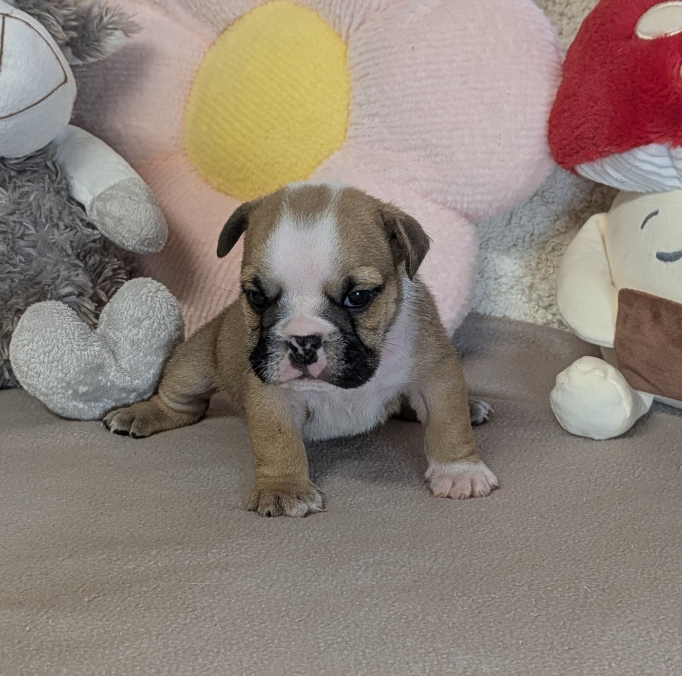 Bulldog Anglais - Du Domaine De Lilounaka
