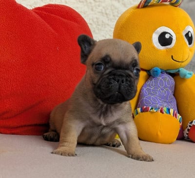 Les chiots de Bouledogue français