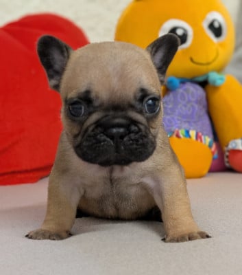 Les chiots de Bouledogue français