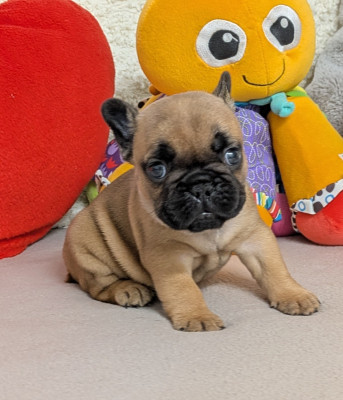 Les chiots de Bouledogue français