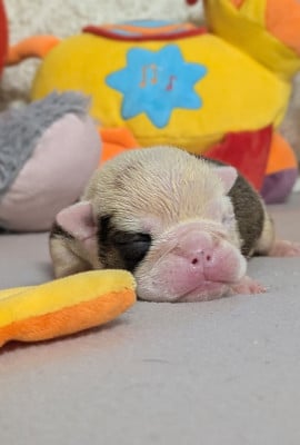 Les chiots de Bulldog Anglais